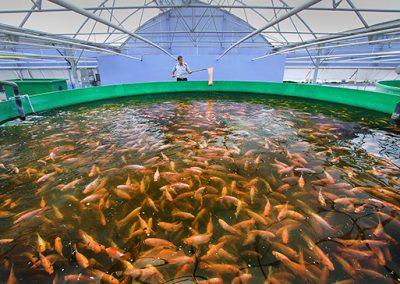 nexAir in Agriculture: How Oxygen Plays a Vital Role in Fish Health